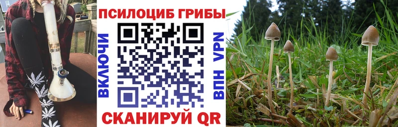 как найти закладки  Тула  Галлюциногенные грибы Psilocybe 